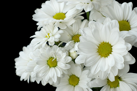 黑色背景的白花朵背景图片