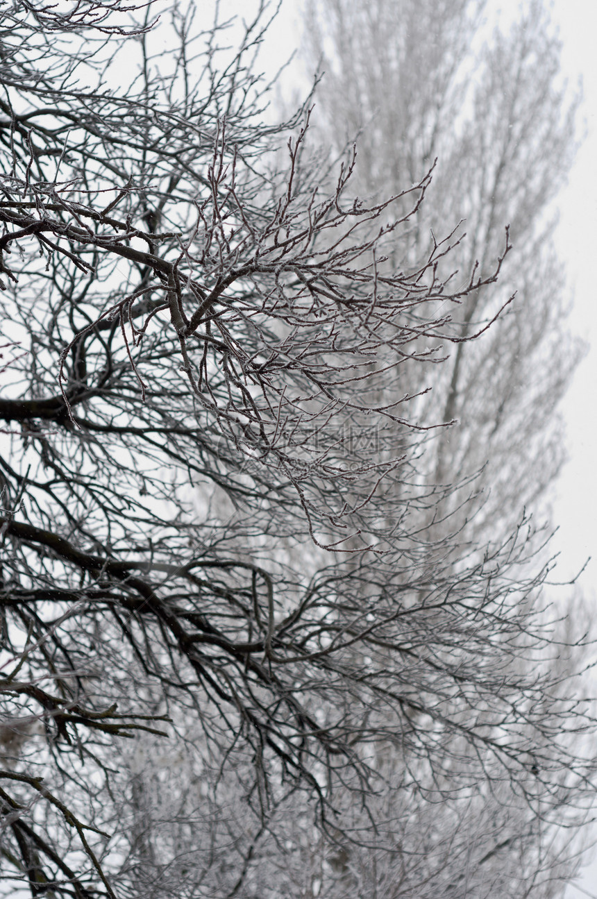 冬季树木 有冰冻的冰冠和模糊的背景图片
