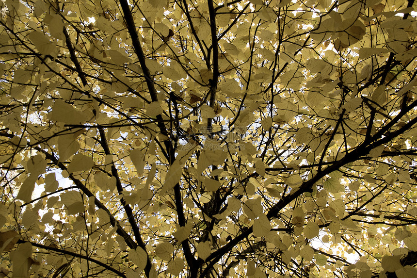 树上的秋叶季节橙子黄色阳光公园叶子金子森林活力季节性图片