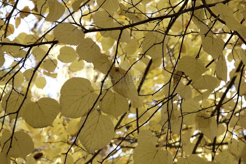 树上的秋叶公园金子季节叶子活力棕色季节性阳光橙子森林图片