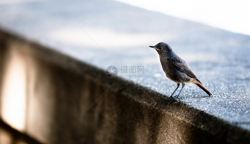 混凝土墙上的小鸟荒野花园翅膀鸣禽蓝色羽毛旅行旅游居住动物群图片