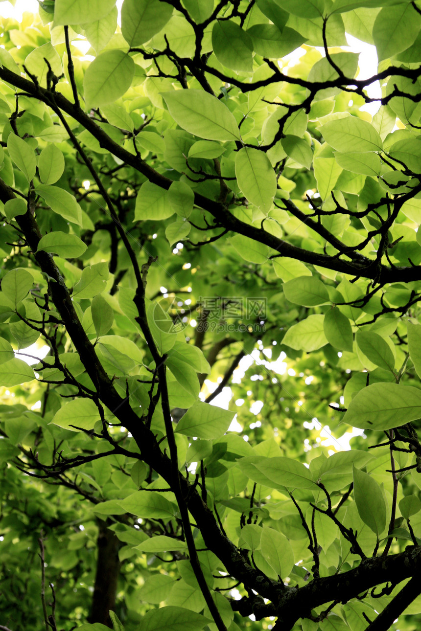 树上绿叶叶子绿色阴影树木树干环境森林图片