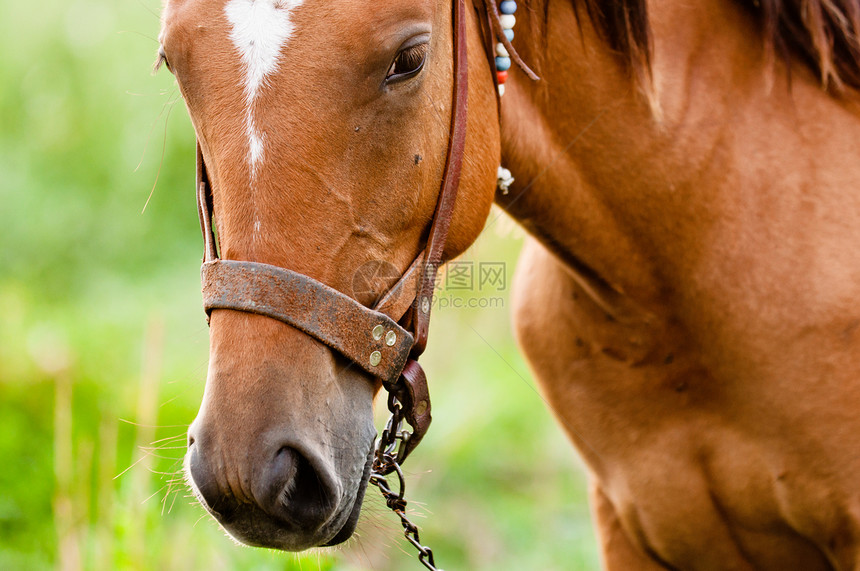 绿色背景下一匹年轻马的剪贴照片野生动物荒野水平眼睛哺乳动物农场棕色图片