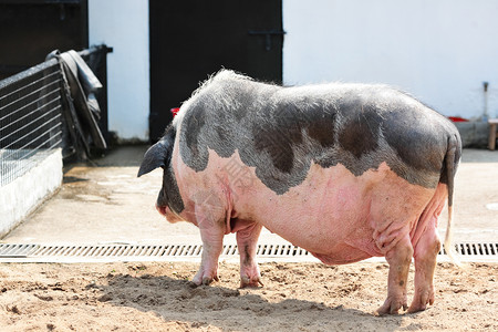 猪农场牛肉小狗鼻子绿色粉色猪肉熏肉背景图片