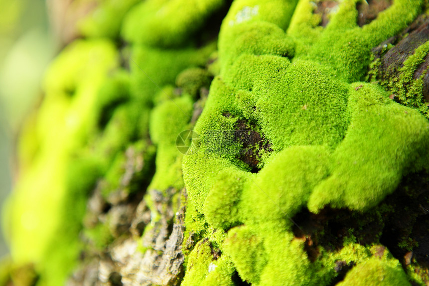 单位数森林环境荒野岩石生态乡村生活树干苔藓木头图片