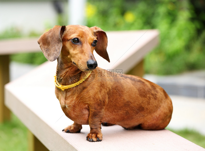 公园里的达什蒙狗鼻子喜悦耳朵宠物犬类猎犬毛皮草地美丽小狗图片