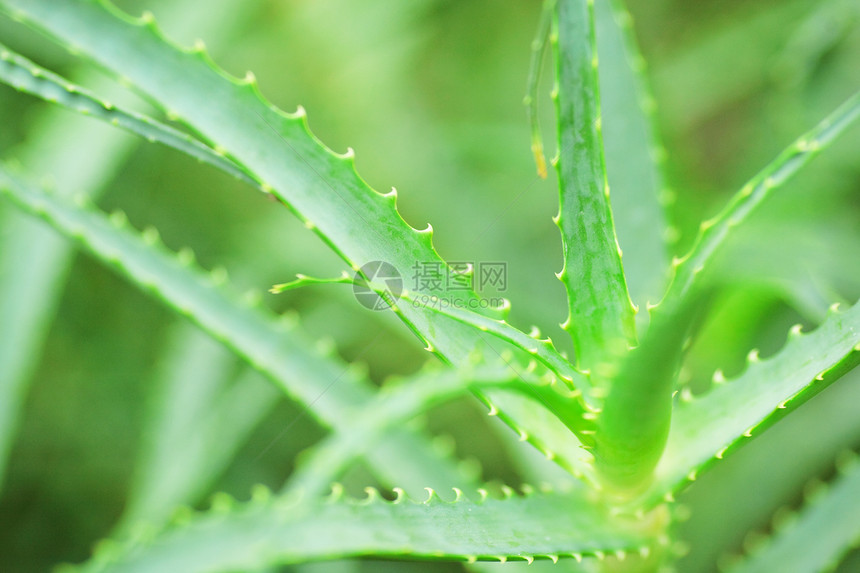 芦荟果汁化妆品叶子治疗皮肤药品治愈植物凝胶愈合图片