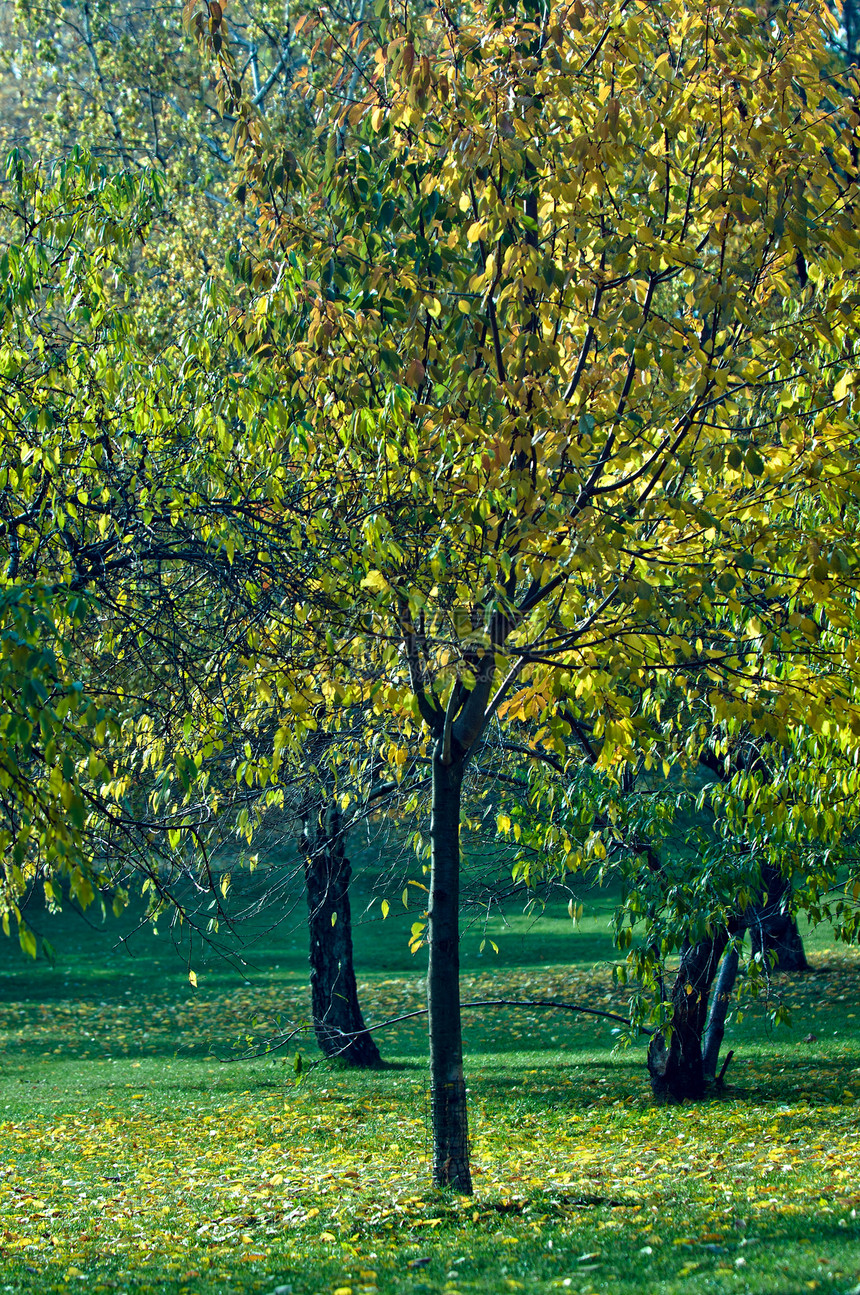 公园中的树生长树林文化树木天空树叶太阳阳光季节叶子图片