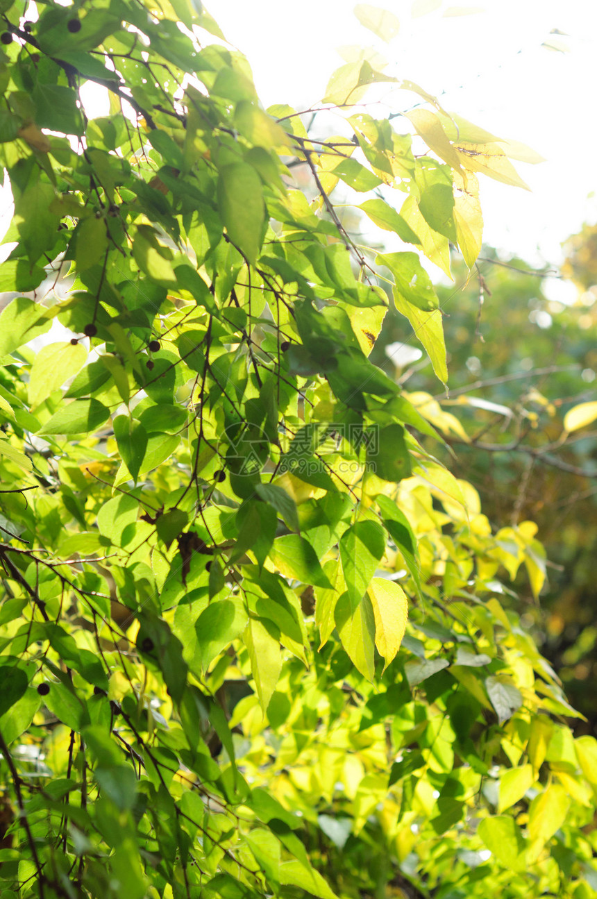 新的绿叶生长树木照片森林射线太阳公园树林季节文化图片