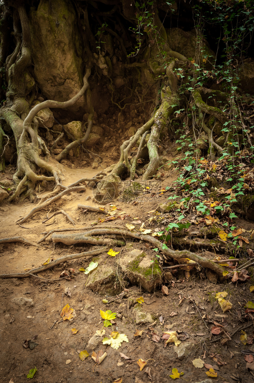 一棵树的根照片棕色植物学阴影木头地面叶子绿色黄色植物图片