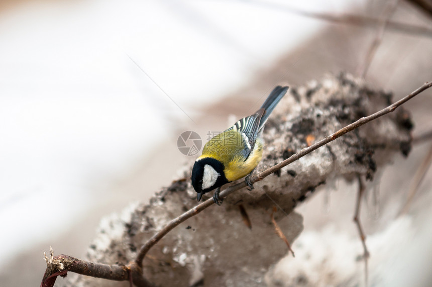 小鸟坐在树枝上黑色黄色木头花园冻结生活白色蓝色荒野鸣禽图片