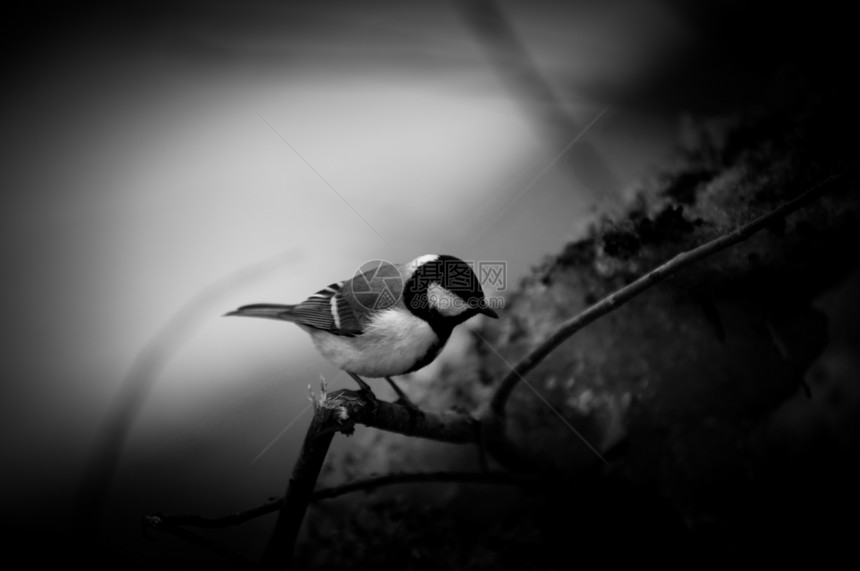小鸟坐在树枝上黑色生活季节性冻结鸣禽荒野木头白色羽毛森林图片