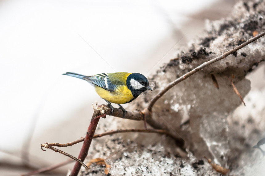小鸟坐在树枝上花园生活白色蓝色鸣禽黄色野生动物季节性冻结黑色图片