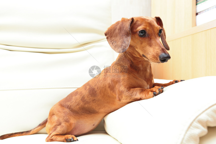 沙发上在家养达尚德狗朋友动物亲戚们食肉伴侣家庭哺乳动物小狗棕色幼兽图片