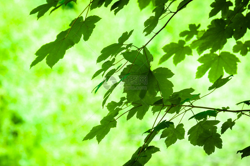 含模糊背景的新叶子图片