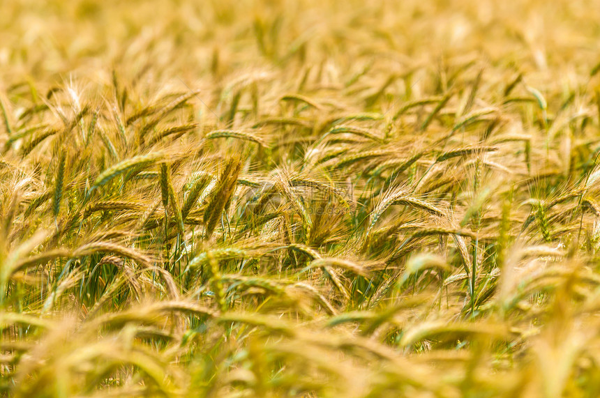 干小麦闭合照片美丽农村农场稻草金子生长植物谷物阳光面包图片