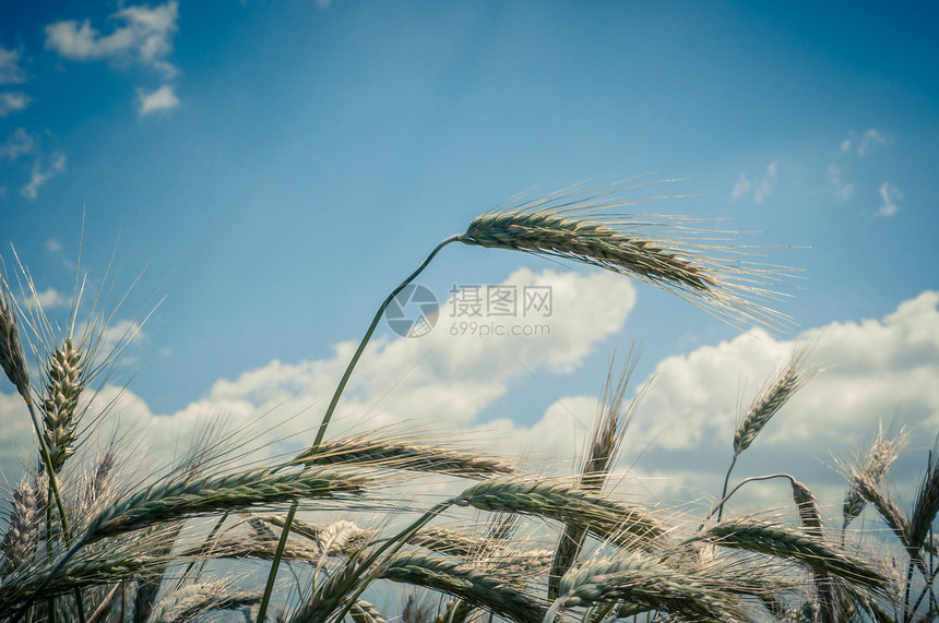 干小麦闭合照片面包季节生长宏观农村收成团体粮食金子植物图片