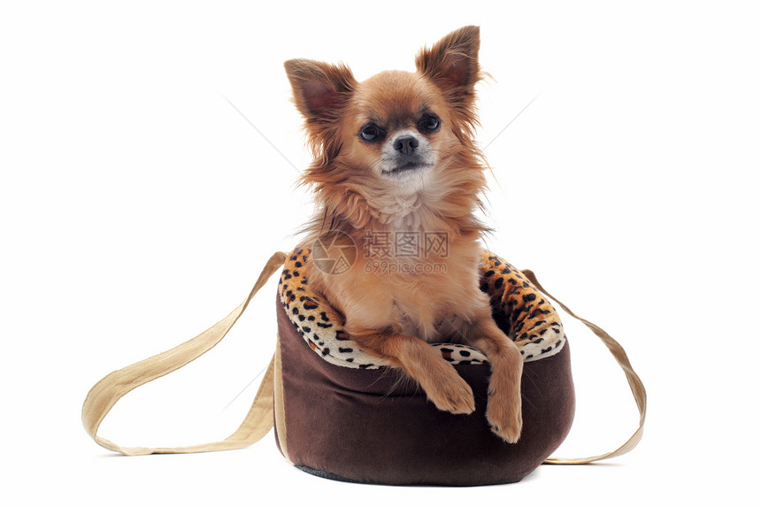 旅行袋和吉娃娃车毛皮旅行小狗动物工作室运输篮子宠物棕色图片