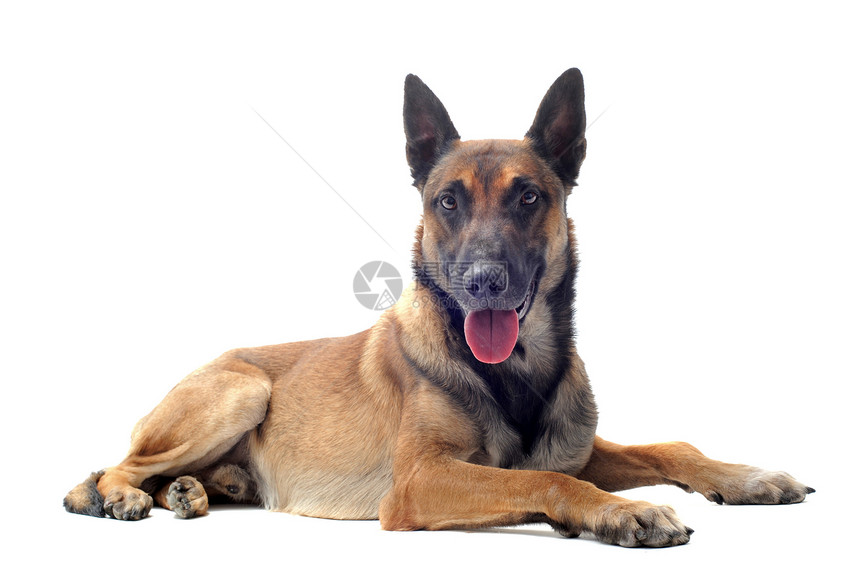 马里牧羊人棕色宠物警犬工作室动物犬类样子图片
