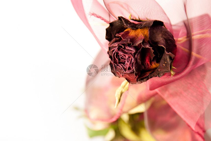 美丽干燥的红玫瑰缝合图片