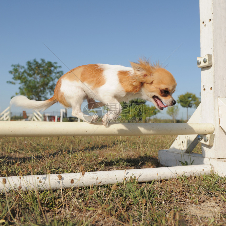 跳跃的吉娃娃场地白色运动伴侣棕色动物犬类宠物图片