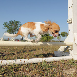 跳跃的吉娃娃场地白色运动伴侣棕色动物犬类宠物背景图片