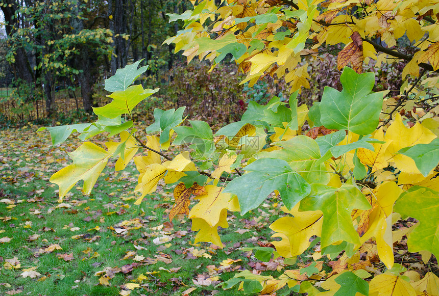 秋天落叶 园林树枝形多彩图片