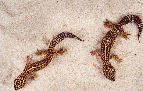 沙地上的两个小壁虎壁虎蜥蜴爬虫黄色荒野黑色野生动物热带生物沙漠背景图片