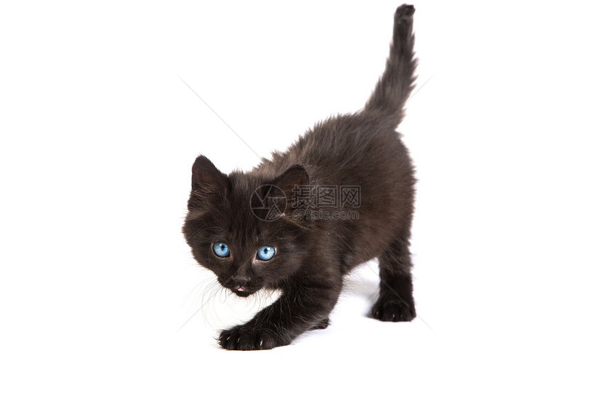 白色背景的可爱黑小猫毛皮兽医动物头发宠物胡须虎斑哺乳动物生活猫咪图片