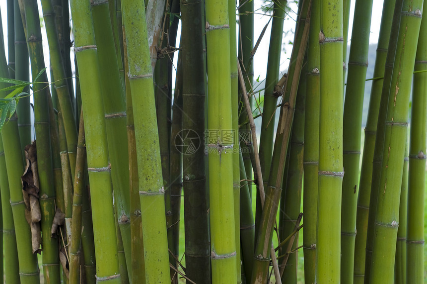 竹子森林风水文化绿色生物花园气候生长园艺热带图片