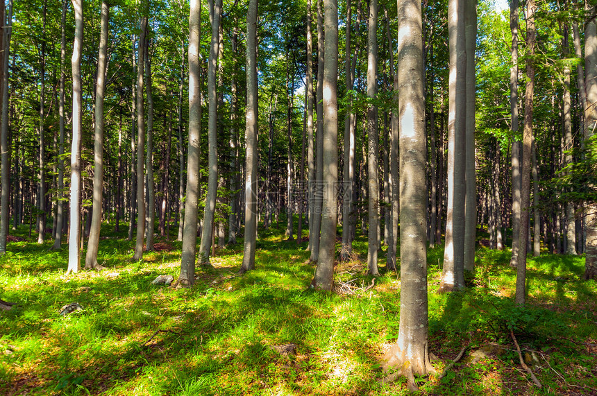 国家公园夏季的明亮森林公园叶子树干绿色模具季节性木头生长季节植物图片