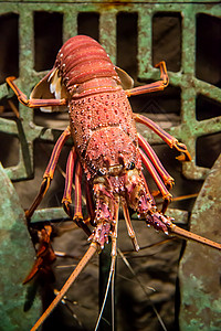 水族馆里活龙虾餐厅螃蟹海洋工作室购物中心店铺长椅食物生活动物背景图片