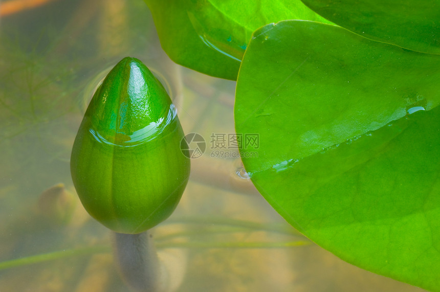 彩色泰国莲花季节植物学植物池塘叶子白色宗教宏观花瓣环境图片