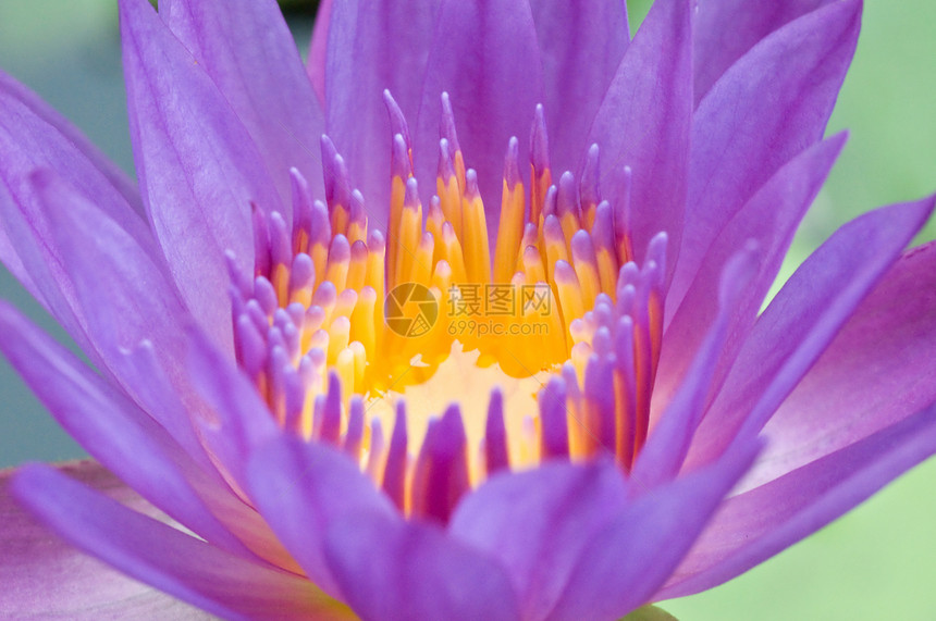 彩色泰国莲花情调季节百合公园池塘花瓣异国植物群花朵宏观图片