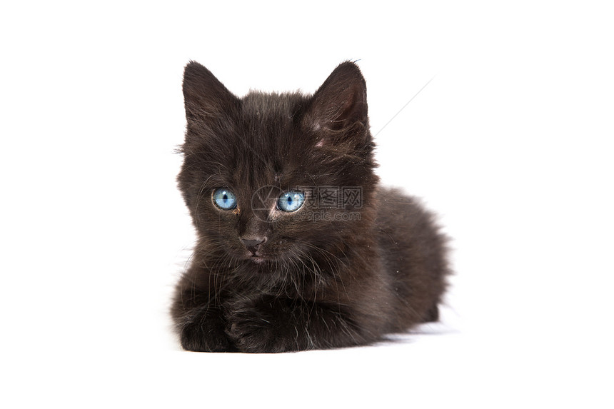 白色背景的可爱黑小猫动物猫咪尾巴虎斑生活婴儿哺乳动物晶须头发好奇心图片