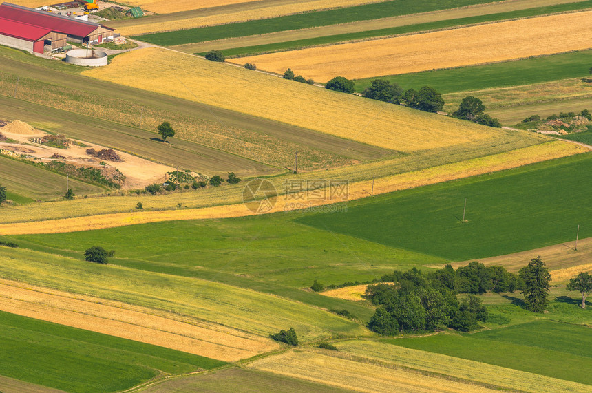 收获前绿色田野空中观察收成季节食物橙子土地生长植物国家金子地面图片