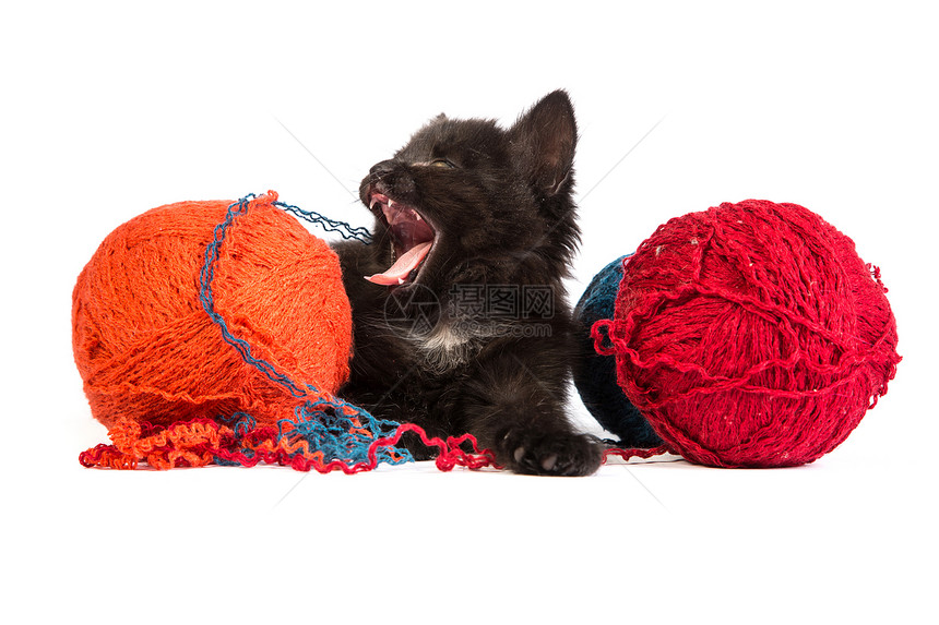 黑小黑猫玩着红色的白底线球尾巴乐趣细绳生活头发兽医好奇心动物猫咪玩具图片