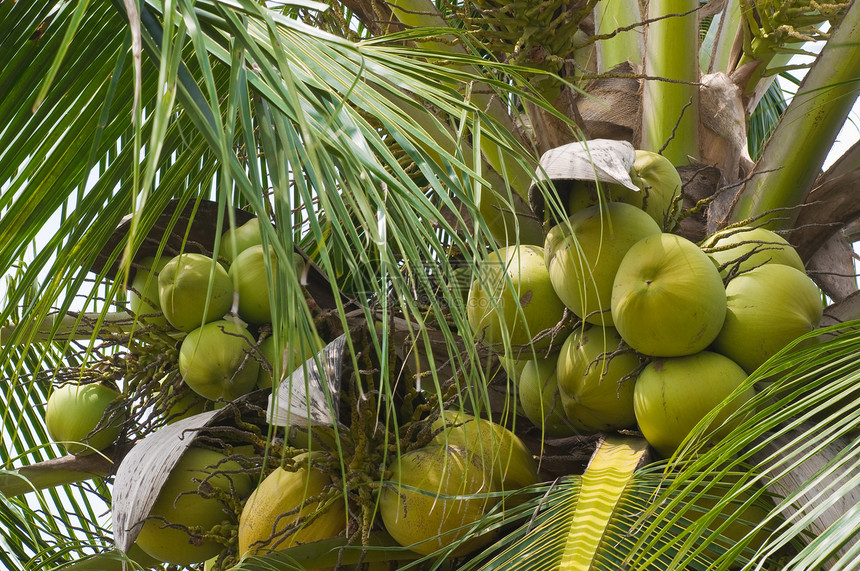 椰子坚果绿色棕榈食物植物花园水果图片