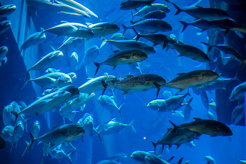 珊瑚礁上的水族馆热带鱼类异国生活呼吸管太阳光潜水浅滩架子情调荒野环礁图片