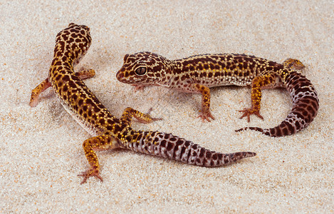 沙地上的两个小壁虎黑色沙漠白色生活热带壁虎蜥蜴黄色生物野生动物背景图片