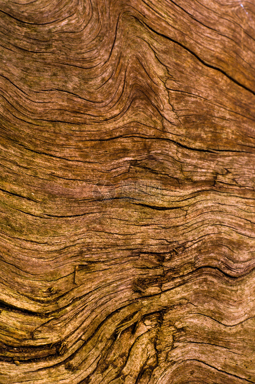 天然木质材料背景摘要 摘要木头照片棕色橡木木材硬木戒指图片