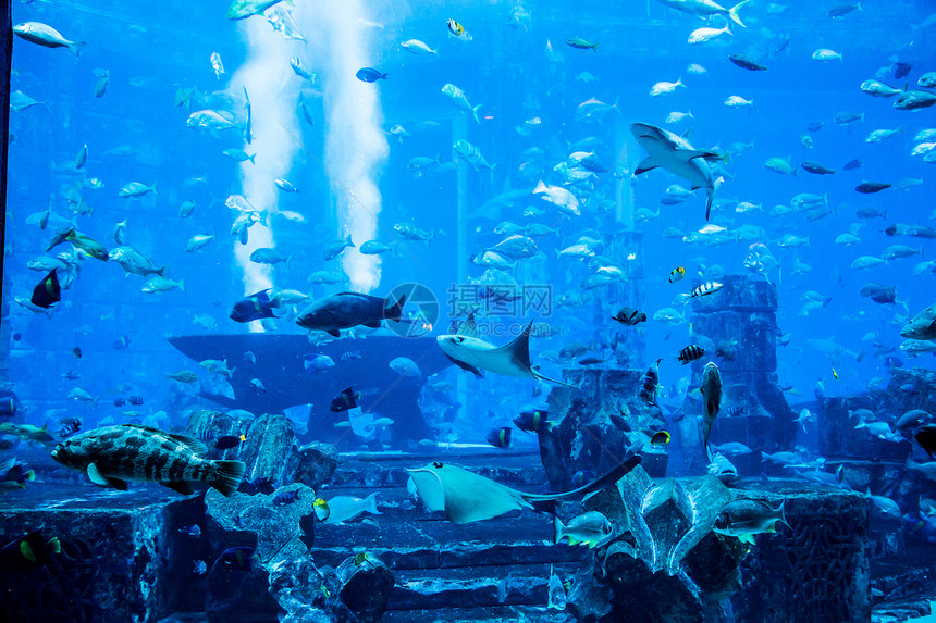 珊瑚礁上的水族馆热带鱼类海绵浅滩生活异国花园呼吸管潜水环礁珊瑚居住图片