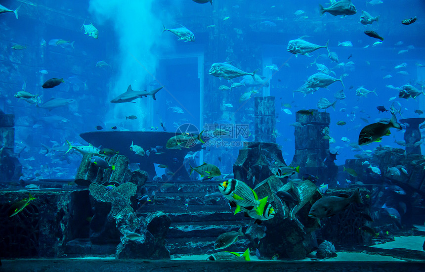 鱼 珊瑚礁上的水族馆热带鱼类海洋架子浅滩殖民地购物中心珊瑚居住环礁花园野生动物图片