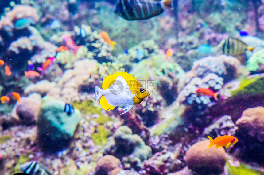 珊瑚礁上的水族馆热带鱼类浅滩潜水殖民地野生动物购物中心居住海绵呼吸管学校息肉图片