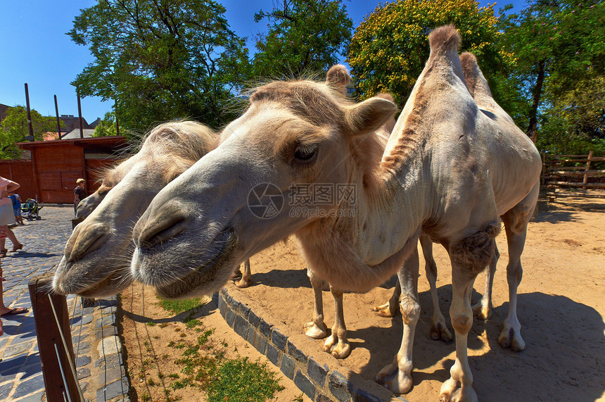 动物园里有趣的骆驼异国荒野哺乳动物野生动物生活毛皮羊毛单峰鼻子黄色图片