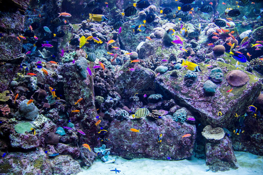 珊瑚礁上的水族馆热带鱼类异国殖民地学校居住珊瑚环礁呼吸管购物中心野生动物潜水图片