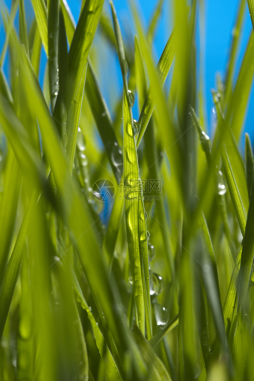 绿绿草活力植物生态花园生长叶子蓝色小麦环境雨滴图片
