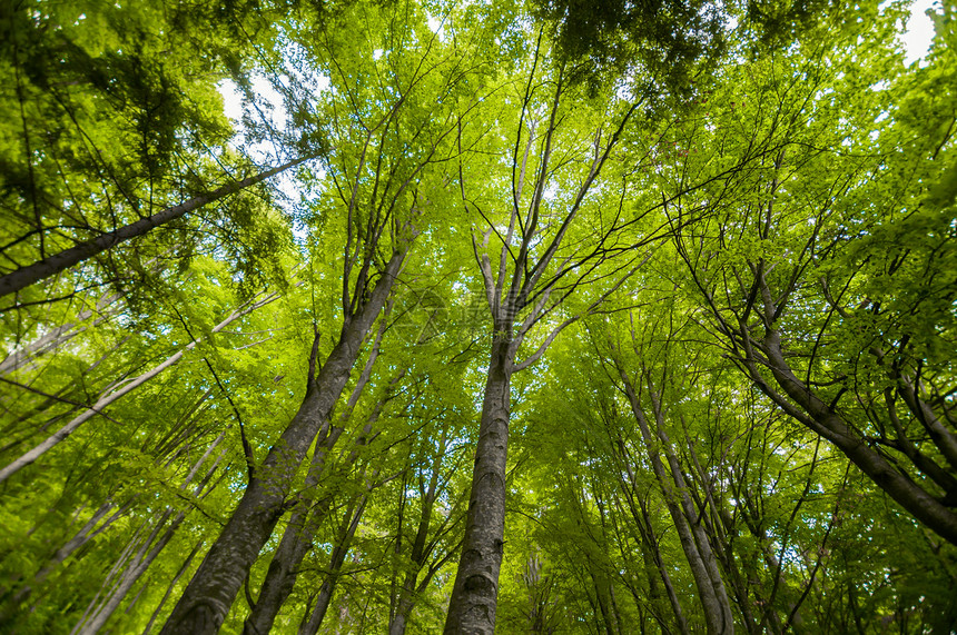 森林中一些树木的照片季节途径步道太阳射线树干阳光晴天小路叶子图片