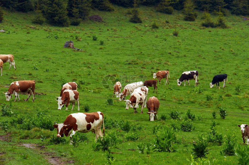 山上的一些牛乡村地面牛肉农村草地环境食物土地场地奶牛图片