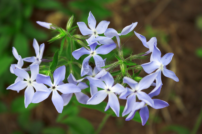 福禄考花绿色花瓣乡村生活植物植物群园艺叶子图片